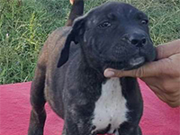 black cane corso puppy